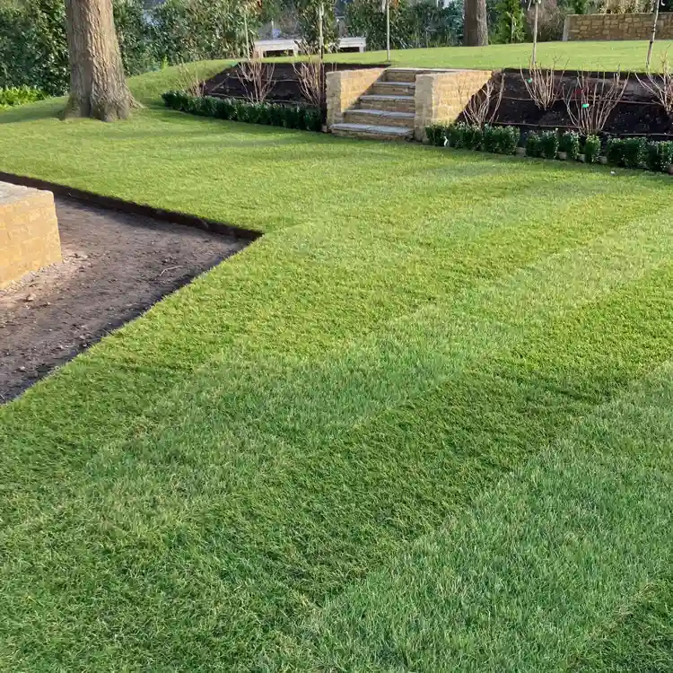 Parks & medians turf